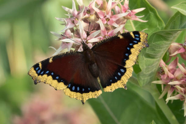 Mourning cloak butterfly feeds on milkweed flowers Littleton Colorado stock photo