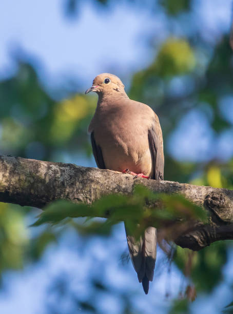 Mourning dove perched on a branch stock photo