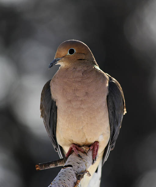 Mourning Dove Perched on Branch stock photo