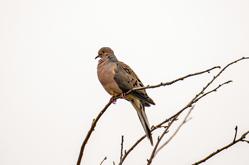 Mourning dove, a graceful, slender-tailed dove that is abundant in North America