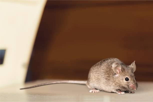 Mouse. Gray mouse animal on background rodent stock pictures, royalty-free photos & images