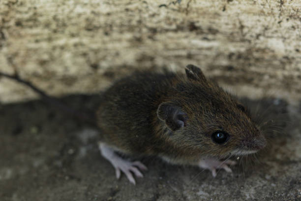 mouse stock photo