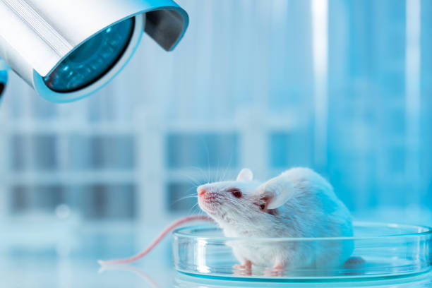 Mouse White mouse in laboratory mouse animal photos stock pictures, royalty-free photos & images