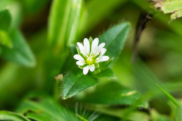 мышь-ear chickweed цветок в весеннее время - венчик лепесток стоковые фото и изображения