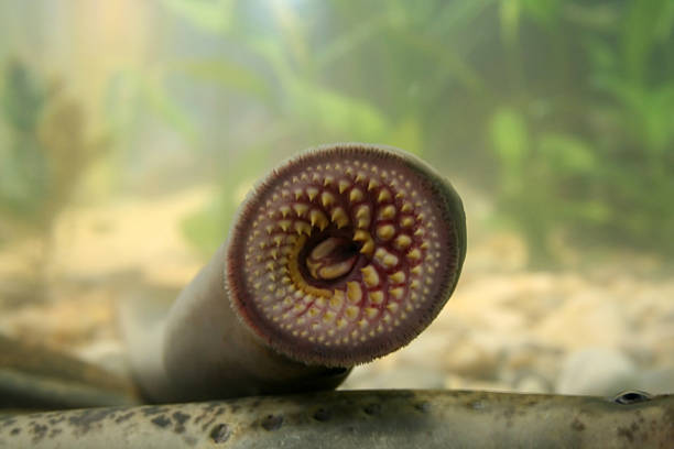 Mouth of a sea lamprey stock photo