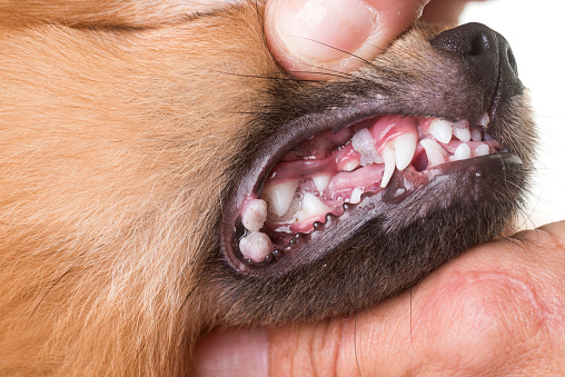 mouth ulcer on dog picture