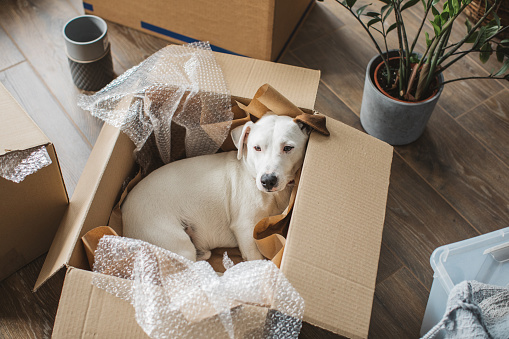Young couple moving in new house. Their dog is in the box and enjoying in process.