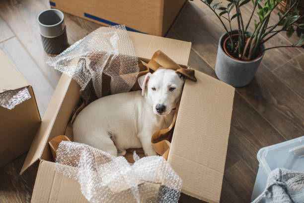 Moving day Young couple moving in new house. Their dog is in the box and enjoying in process. relocation photos stock pictures, royalty-free photos & images