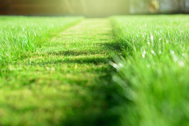 tondre la pelouse. une perspective d’herbe verte coupe bande. mise au point sélective - pelouse photos et images de collection