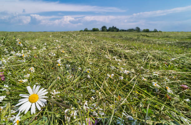 Mown flowers of ox-eye daisy or clover and grass in natural meadow. Leucanthemum vulgare stock photo