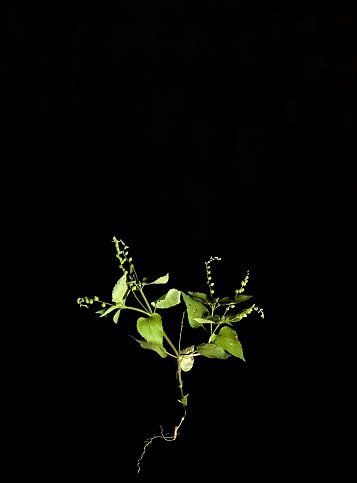 Mozote weed or Priva lappulacea on black background. decorative concept