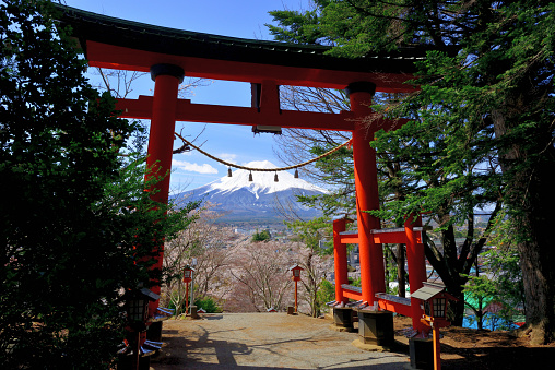 Fuji-Yoshida City, Yamanashi Prefecture, Japan-April 15, 2020:
Mt. Fuji as is observed through Torii Gate of Arakura Fuji Sengen Shrine during the cherry blossom season of April. 
This Shrine is famous for the view of Mt. Fuji and Five-storied Pagoda called Churei-to, located high up above 398 steps, during the cherry blossom season. However, due to the pandemic of CONVID-19, the steps going up to the Pagoda was closed to visitors and, therefore, I had to be content with photo-taking without the Pagoda.
Arakura Fuji Sengen Shrine was erected in 705, and is one of about 1,300 Sengen shrines which were erected in honor of the deity of Mt Fuji. This place is very popular among tourists from both Japan and overseas for its wonderful view, combining typical Japanese symbols of Mt Fuji, Pagoda and cherry blossom.