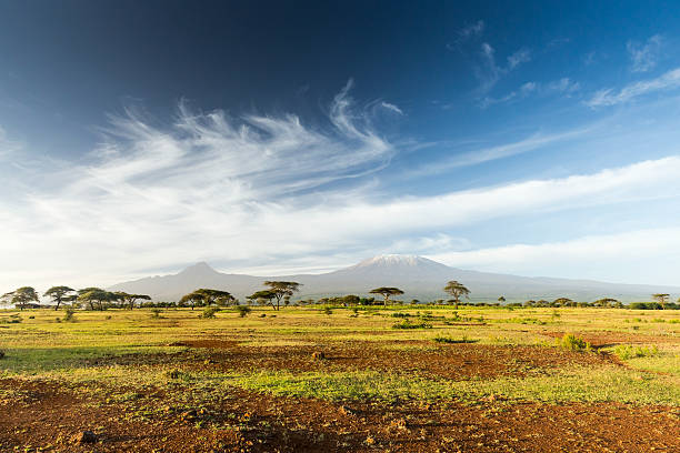 Mt Kilimanjaro &amp; Mawenzi peak and Acacia - morning stock photo