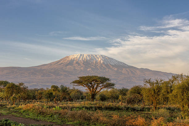 Mt Kilimanjaro and Acacia - in the morning stock photo