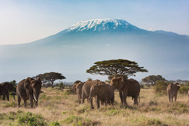 Mt Kilimanjaro from Amboseli National Park, Kenya A landscape shot of Mt Kilimanjaro with the famous elephants of Amboseli mt kilimanjaro photos stock pictures, royalty-free photos & images
