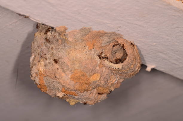 Mud Dauber nest made of several different soil types infested with ants Patchy colors from different soils on Mud Dauber nest. Photo taken in Franklin county, Florida mud dauber wasp stock pictures, royalty-free photos & images