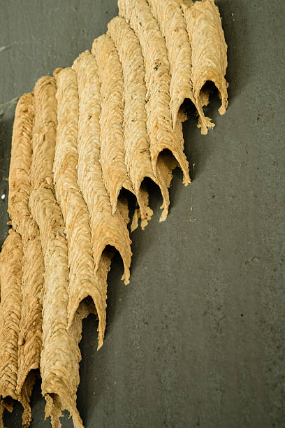 Mud dauber nests Rows of mud dauber nests stuck together in typical fashion. mud dauber wasp stock pictures, royalty-free photos & images