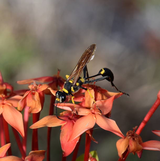 Mud dauber Black and yellow mud dauber wasp Sceliphron fistularum sitting in a red flower mud dauber wasp stock pictures, royalty-free photos & images
