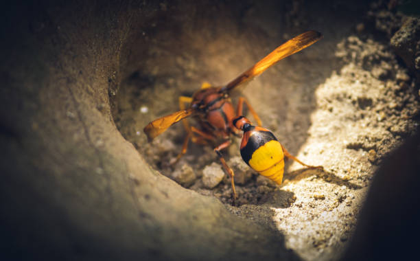 Mud wasp gathering ball of mud in a hole. Mud wasp gathering ball of mud in a hole. mud dauber wasp stock pictures, royalty-free photos & images