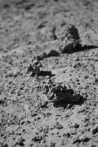 Mudduaber fulgurite in desert mud dauber wasp stock pictures, royalty-free photos & images