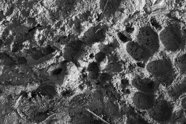 Muddy trail footprints stock photo