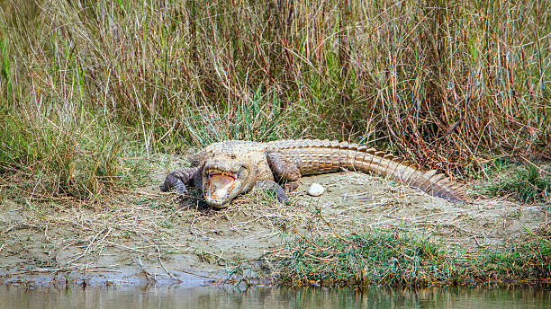 Mugger Crocodile in Bardia national park, Nepal specie Crocodilus palustris family of Crocodylidae terai stock pictures, royalty-free photos & images