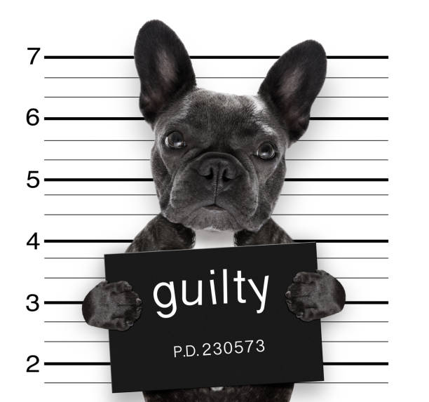 mugshot dog at police station criminal mugshot  of french bulldog dog at police station holding guilty placard , isolated on background guilt stock pictures, royalty-free photos & images