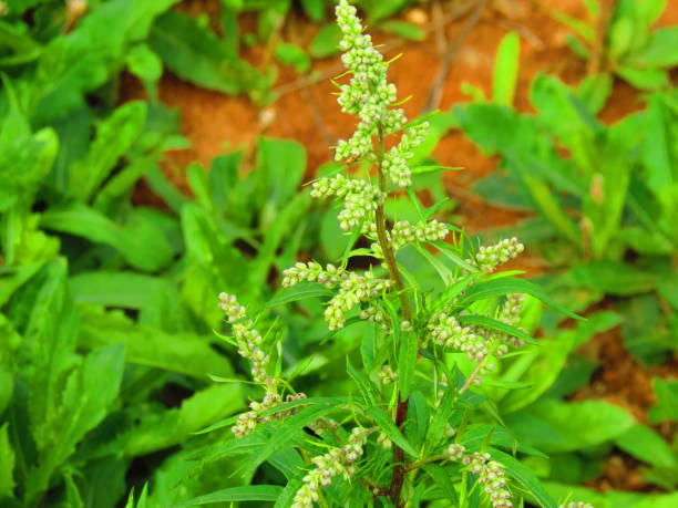 Mugwort (Artemisia vulgaris) stock photo