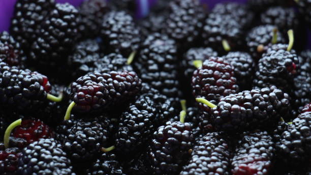 Mulberry Fruits Close Up stock photo