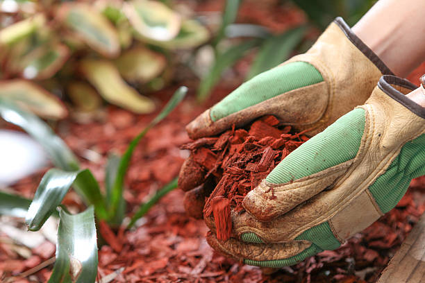 Mulching the garden with red cedar woodchip Health garden with red cear woodchip mulch. Garden maintenence in Spring. Gardening gloves mulch stock pictures, royalty-free photos & images