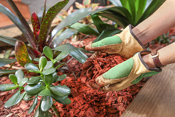 Mulching the garden with red cedar woodchip Health garden with red cear woodchip mulch. Garden maintenence in Spring while wearing Gardening gloves. erosion control stock pictures, royalty-free photos & images