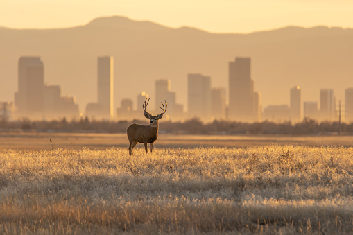 Mule deer against a background of Denver skyline in Denver, CO, United States
