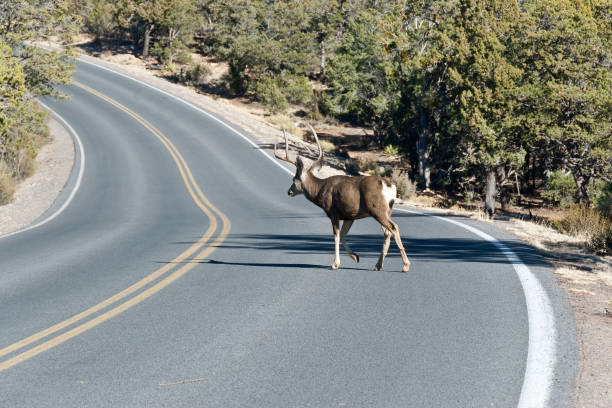 Mule Deer Crossing the Road Mule Deer are crossing the road near Hermit's Rest in Grand Canyon National Park, Arizona, USA. jeff goulden deer stock pictures, royalty-free photos & images