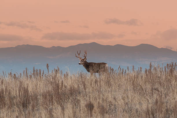 Mule deer buck at Sunrise stock photo