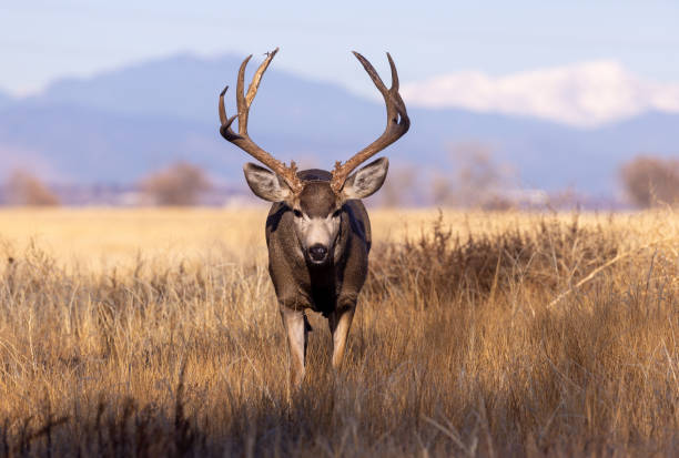 Mule Deer Buck in Autumn in Colorado stock photo
