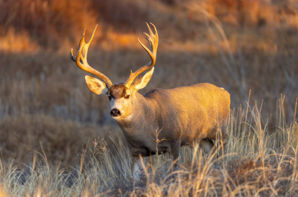Mule Deer Buck in Autumn stock photo