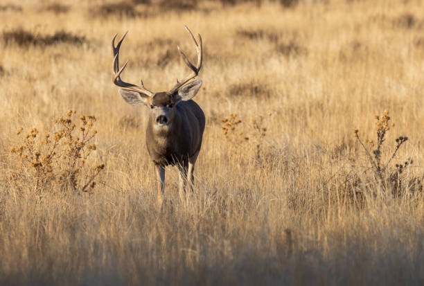 Mule Deer Buck in Rut in Autumn in Colorado stock photo
