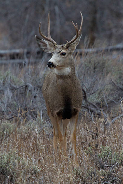 Mule Deer Buck stock photo