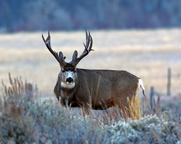 Royalty Free Mule Deer Pictures, Images and Stock Photos - iStock