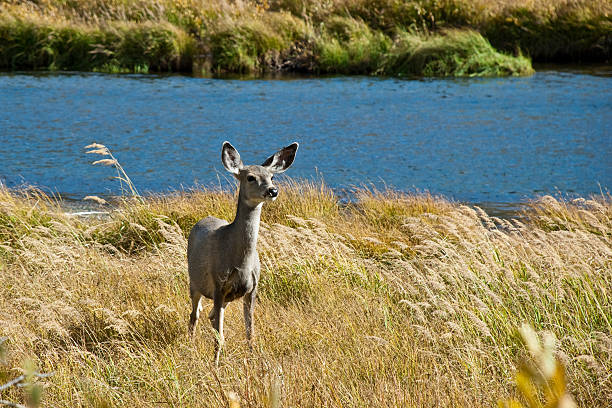Mule Deer by the Lewis River The mule deer (Odocoileus hemionus), also called blacktail deer, is a species commonly seen throughout the Western USA. This deer was photographed while grazing by the Lewis River in Yellowstone National Park, Wyoming, USA. jeff goulden yellowstone national park stock pictures, royalty-free photos & images