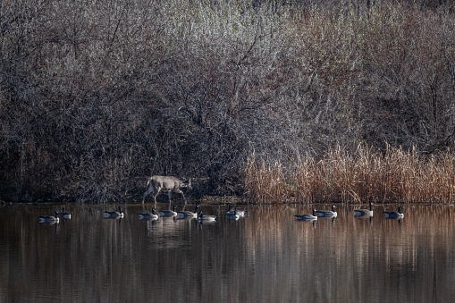 Mule deer fawn wading in lake with Canada geese swimming in lake near fountain creek in Colorado, in western USA.