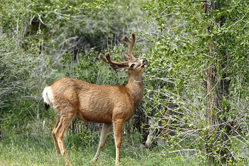 Mule deer buck browsing on cottonwood leaves.