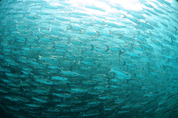 mullet fish swimming in ocean stock photo