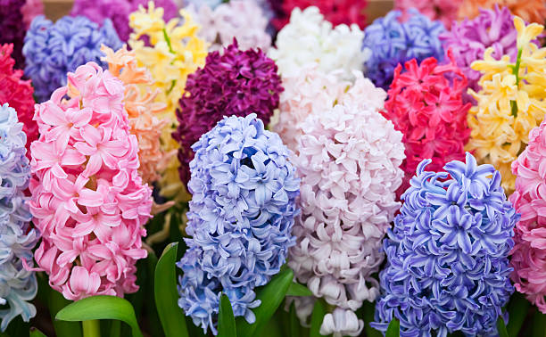multi coloured hyacinth - red hyacinth bildbanksfoton och bilder