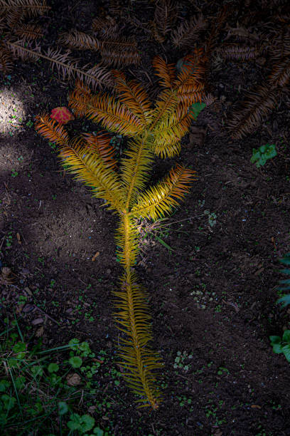 multicolored evergree twig - burt forest imagens e fotografias de stock