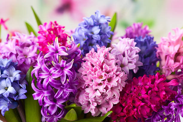 Multicolored hyacinths stock photo