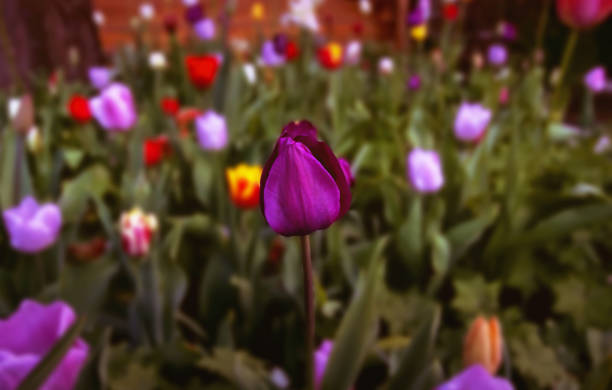 A Multicoloured Tulip in a Garden stock photo