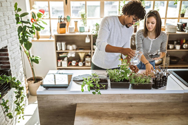 Multi-ethnic couple taking care of kitchen herbs Millennial multi-ethnic couple taking care and watering kitchen herbs at their apartment mint leaf culinary stock pictures, royalty-free photos & images