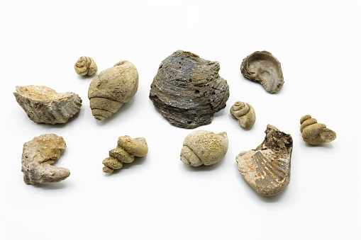 Multiple and various marine fossils such as shells, conches isolated on white background