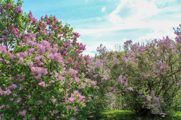 Multiple colors of lilacs in the park stock photo